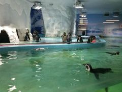 -北戴河圣蓝海洋公园