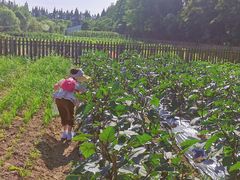 -前小桔亲子创意农场·草莓采摘·露营烧烤