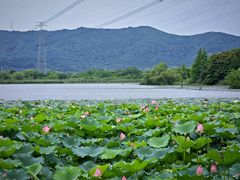 -长田漾湿地公园