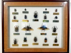 -上海昆虫博物馆