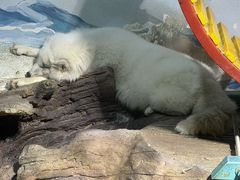 -大连圣亚海洋世界