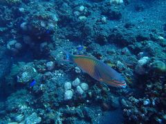 -飞鱼&摩娜潜水度假村