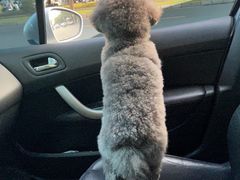 -博特宠物医院24h犬猫全科.骨科·异宠