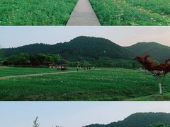 -径山花海