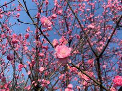 -铁山坪森林公园