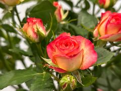 -佬肥猫(七宝宝龙店)