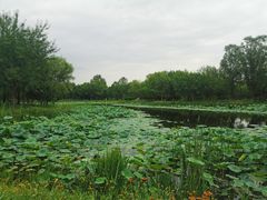 -东郊湿地公园