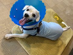 -伟伟宠物医院·CT影像中心·瑞派犬猫综合性门诊(汉口总院)