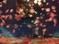 -大连圣亚海洋世界
