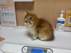 -谐和益家动物医院·免疫绝育·血液透析·宠保定点医院(高新伊藤分院)