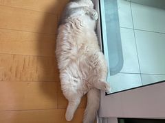 -东方名猫馆·英短金渐层布偶猫舍(环线广场1号楼店)