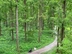 -黄海国家森林公园