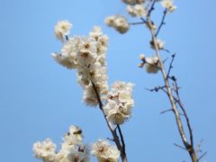 -无锡梅园公园