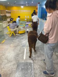 -神奇动物撸宠馆·羊驼·小浣熊·异宠(豫园店)