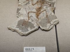 -衢州市博物馆