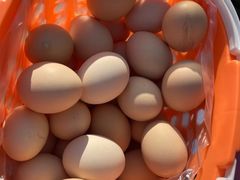 -大自然农场蔬菜草莓采摘园