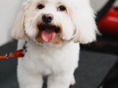 -汪小喵宠物·戴维斯乐芳希施宠馨宝皮毛调理洗护店