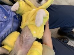 -PETKIT小佩宠物·低压洗护(国顺东路店)