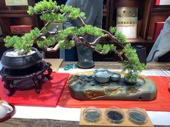 -古今茶语·峨眉山有机茶体验馆