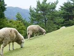 -神户市立六甲山牧场