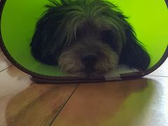 -美联众合动物医院·24h转诊中心