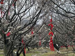 -香雪海
