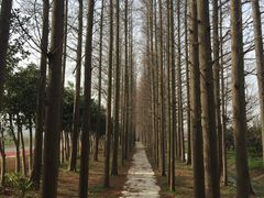 -上海长兴岛郊野公园