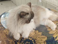 -平行世界·猫咖(首经贸店)