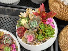 -龙大花卉苗木市场