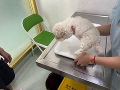-汪喵宠物医院·骨科心脏影像·犬猫急重症ICU诊疗中心(成华分院)