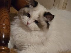 -猫十亿·布偶金渐层·曼基康矮脚猫舍(青年路店)