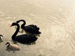 -邢记板栗(铜陵二店)