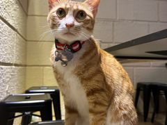 -逃脱反斗城沉浸剧情密室(北京路店)