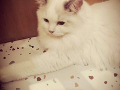 -滚猫咖啡·猫咖·猫友好撸猫(未来城店)