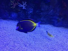 -芜湖新华联大白鲸海洋公园