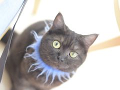 -鼓捣猫呢主题猫咖店