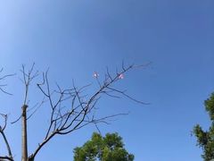 -东莞植物园