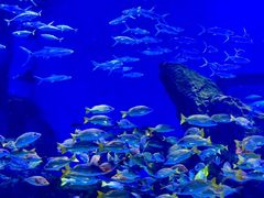 -海合安武汉极地海洋公园
