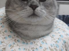 -伟伟宠物医院·瑞派猫友好医院·猫科(光谷店)
