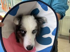 -瑞派申生动物医院·24H夜诊·国际动物医疗中心·骨外科(吴中路店)