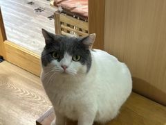 -MOCHA明星猫咖(田子坊店)