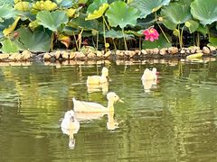 -苏州河梦清园环保主题公园