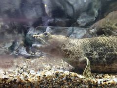 -太平洋海底世界