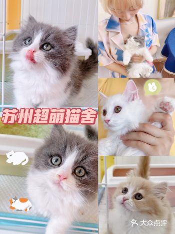 苏州探店｜拿破仑太可爱了吧！必须当场抱走