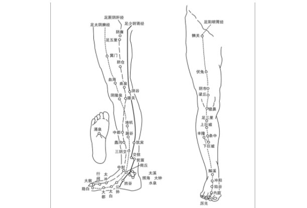 腿外侧是什么经络图片