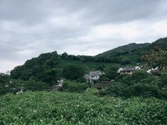 -龙井村