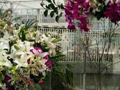 -上海鲜花港