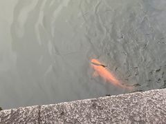 -西湖游船