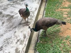 -圣淘沙名胜世界