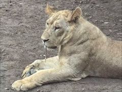 -上海野生动物园老虎餐厅
